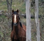 brumby1
